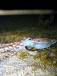 Octopus ornatus hunting during a night-time low tide, in ... by Christine Huffard 